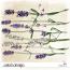 CU Flowers Lavander