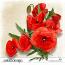 CU Flowers Poppies
