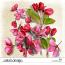 CU Flowers Red
