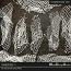 Meshes 1 - CU