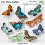 CU 703 BUTTERFLIES