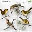 CU 716 BIRDS