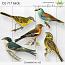 CU 717 BIRDS 