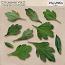 CU Leaves Vol.2 