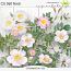 CU 060 FLORAL