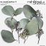 CU Eucalyptus 4 by et designs