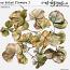 CU Dried Flowers 3 by et designs
