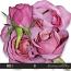 CU Roses 01
