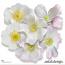 CU Flowers Rose Hip CU Flowers Rose Hip