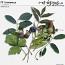 CU Greenery by et designs