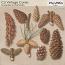 CU Vintage Cones
