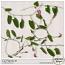 CU Plants #1 by Sekada Designs 