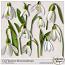 CU Flowers #8 snowdrops by Sekada Designs