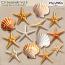 CU Seashells 5