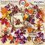 Shades Of Autumn Clusters
