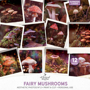 Aesthetic Photos No 2 Fairy Mushrooms