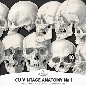 CU Vintage Anatomy No 1 Skulls