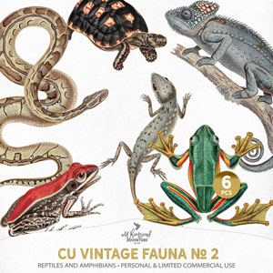 CU Vintage Fauna No 2 Reptiles And Amphibians