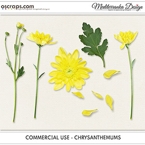 CU - Chrysanthemums