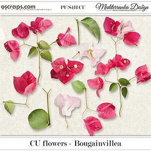 CU flowers - Bougainvillea
