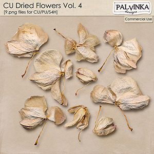 CU Dried Flowers 4