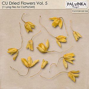 CU Dried Flowers 5