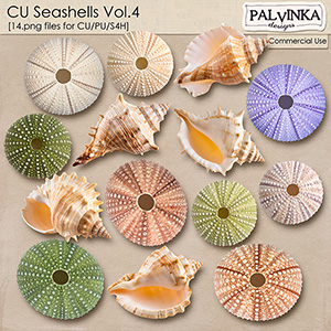 CU Seashells 4