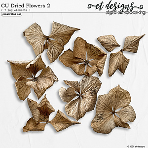 CU Dried Flowers 2