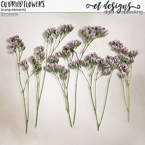 CU Dried Flowers