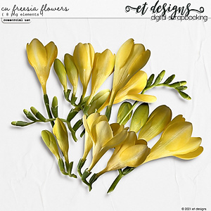 CU Freesia Flowers