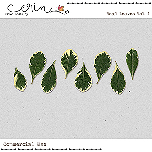 Real Leaves Vol 1 (CU) by Mixed Media by Erin