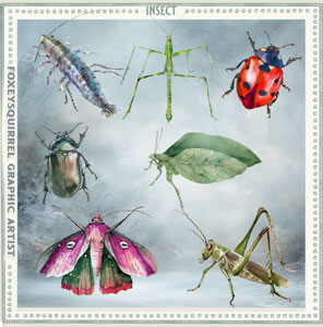 insect