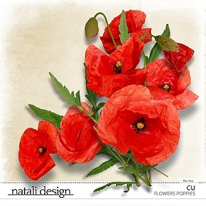 CU Flowers Poppies