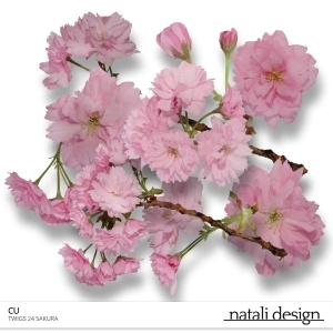 CU Flowers Sakura