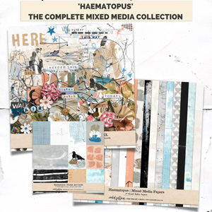 Haematopus | The Complete Mixed Media Collection by Rachel Jefferies