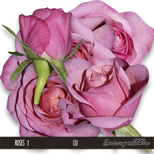 CU Roses 01