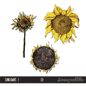CU Sunflowers 1