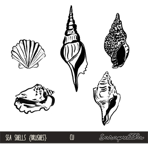 CU Seashells 01